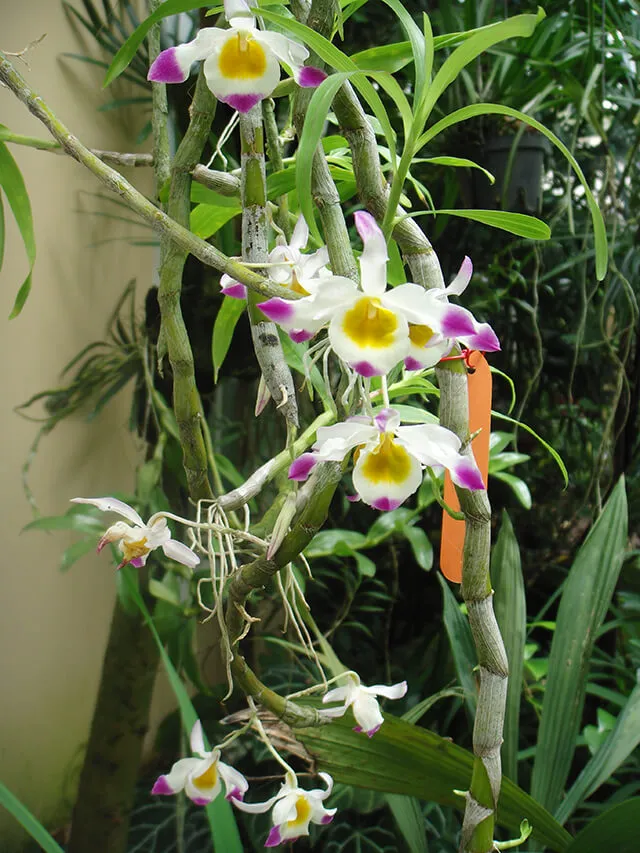 Mô hình giàn che cho lan hoàng thảo ngọc thạch