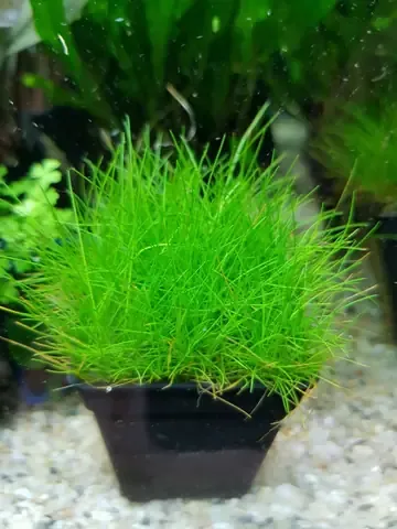 Ngưu Mao Chiên Lùn Xòe mới trồng trong bể thủy sinh