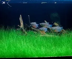 Cây Ngưu Mao Chiên Lùn Xòe khỏe mạnh trong điều kiện ánh sáng tốt