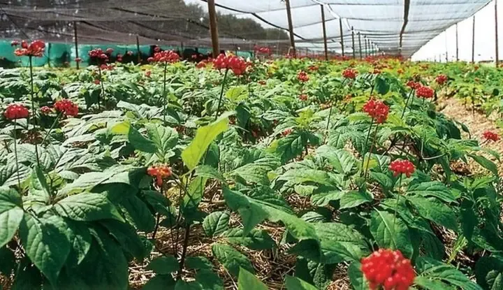Nhân sâm Hàn Quốc sau 6 năm tuổi đã đạt chất lượng tối đa, củ phình to và tích lũy hoạt chất cao nhất