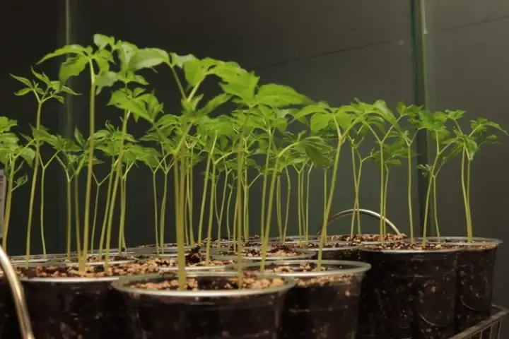 Hạt giống Nhân sâm Hàn Quốc sau khi đã qua xử lý phân tầng lạnh để chuẩn bị gieo trồng