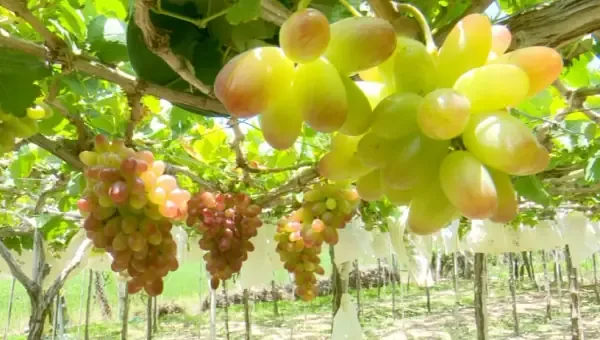 Cây nho 152 trưởng thành trên giàn với buồng quả tím đậm, minh họa cách trồng nho 152 hiệu quả