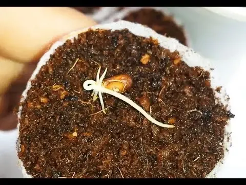 Nho lùn đã lên giàn và bắt đầu cho quả, thể hiện quá trình trồng nho lùn bằng hạt thành công