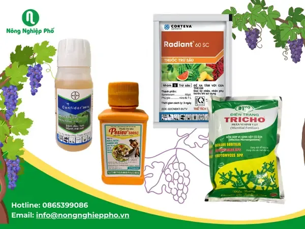 Phòng ngừa và xử lý các loại sâu bệnh thường gặp khi trồng nho Ninh Thuận trong chậu