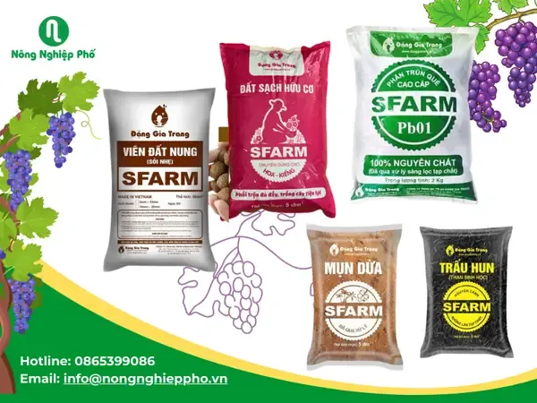 Tuyển chọn chậu trồng và công thức trộn giá thể lý tưởng cho cây nho Ninh Thuận