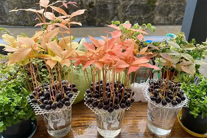 Cách Trồng Nho Pháp Từ Hạt: Chăm sóc mầm nho phát triển thành công