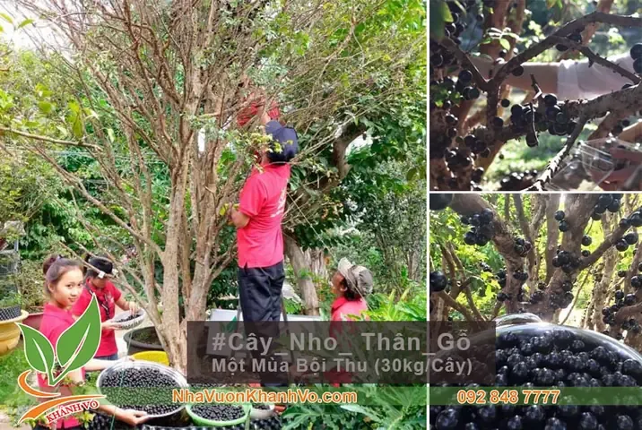 Phòng Trừ Sâu Bệnh Hại Cho Cây Nho Thân Gỗ