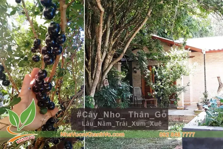 Gieo Hạt Làm Cây Giống