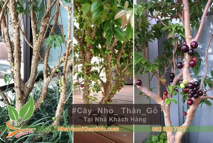 Kỹ Thuật Trồng Cây Nho Thân Gỗ Và Chăm Sóc Khoa Học