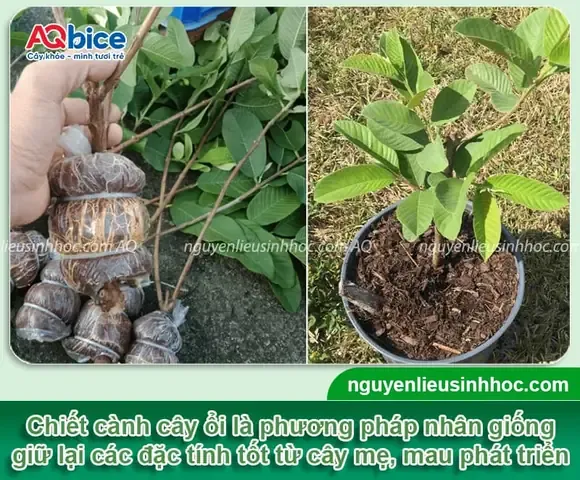 Tổng quan về đặc trưng của cây ổi và thao tác chiết cành ổi