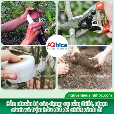 Các khâu chuẩn bị quan trọng trước khi thực hiện cách trồng ổi chiết cành