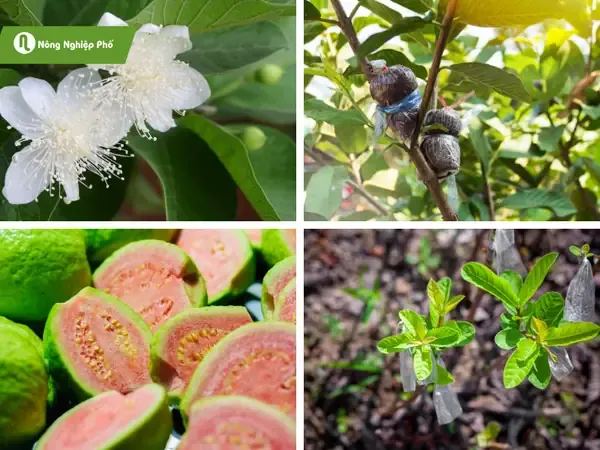 Quá trình nhân giống chiết cành ổi đang ra rễ non