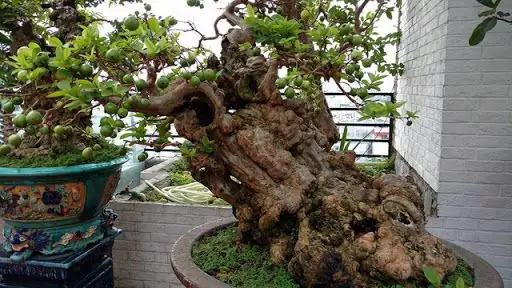 Cách Trồng Hoa Giấy Bonsai Từ A Đến Z Cho Người Mới Bắt Đầu