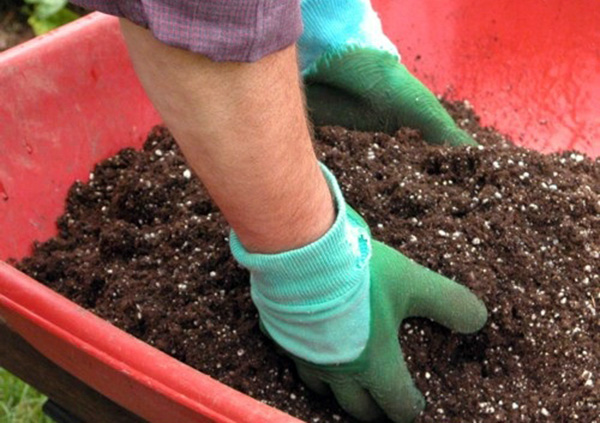 Hình ảnh cận cảnh quy trình trồng ớt xiêm