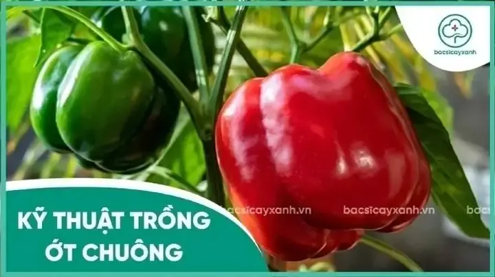 Cách trồng ớt chuông Đà Lạt hiệu quả tại nhà và ngoài ruộng