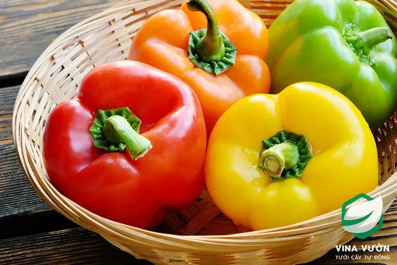 Kỹ thuật gieo hạt và cách trồng cây ớt chuông trong chậu