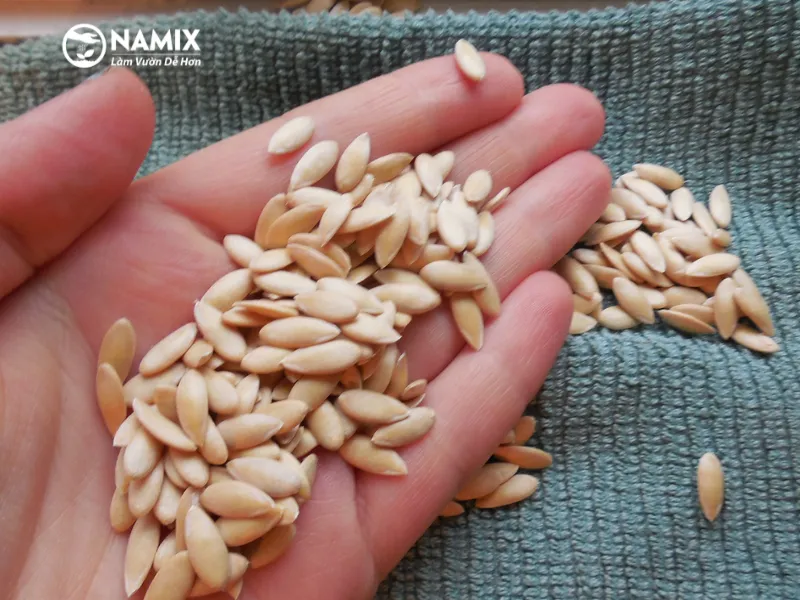 Chuẩn bị Hạt giống và Ủ Hạt