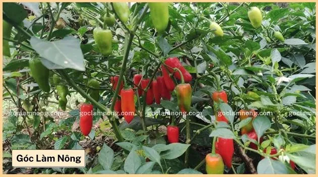 Hình ảnh những chùm ớt chín đỏ sai trĩu quả trên cây, minh họa kỹ thuật trồng ớt thành công và bội thu