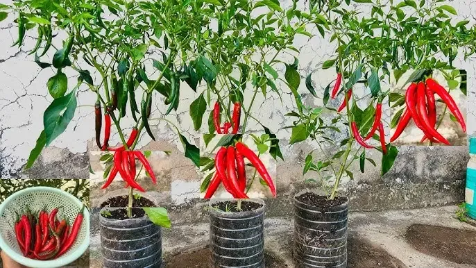 Mô hình trồng ớt bằng chai nhựa treo tường giúp tiết kiệm tối đa diện tích