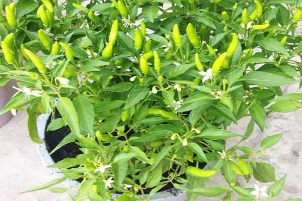 Cây ớt xiêm đang trong giai đoạn sinh trưởng khỏe mạnh