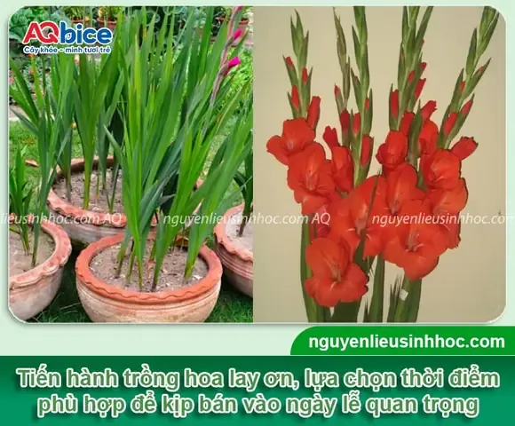 Một chậu lan Phi Điệp Vàng đang được chuẩn bị để nhân giống