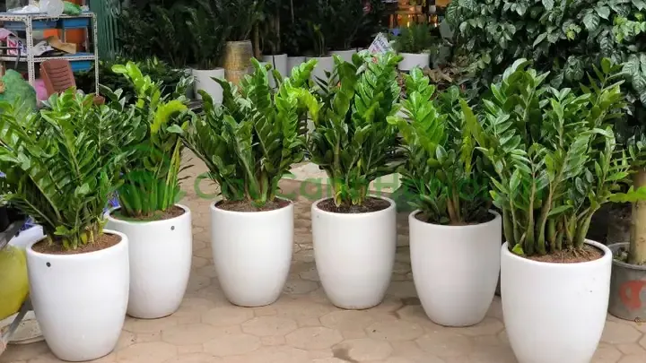 Một chậu cây được trồng trong môi trường thoáng khí, minh họa cho kỹ thuật trồng lan