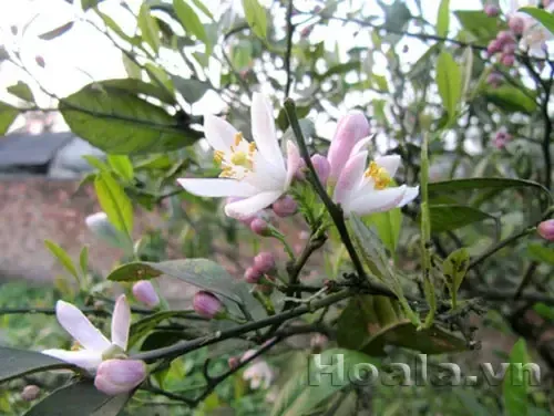 Một chùm hoa Phi Điệp Vàng đang nở rộ