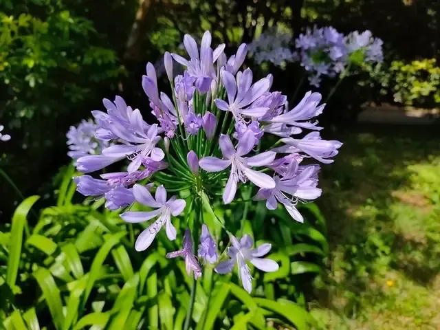 Cây Thanh Anh được bón phân và tưới nước đúng cách