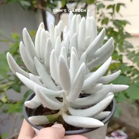 Một cây lan con đang được trồng trong chậu nhỏ với giá thể than vụn