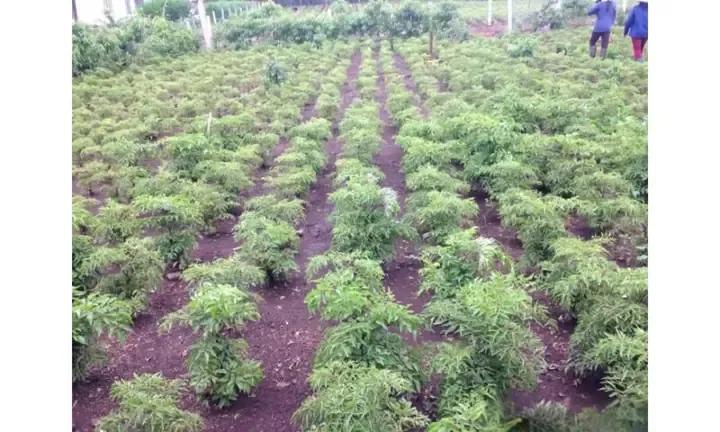 Cây đinh lăng kiểng đang được chăm sóc theo chuẩn chuyên gia