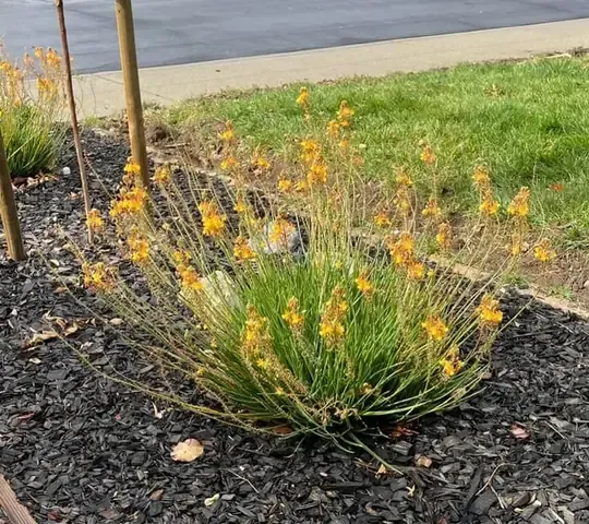 Mầm tỏi non và tươi đang mọc trong chậu cảnh