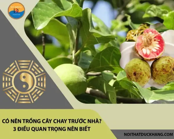Cây đa trước nhà, phân tích phong thủy