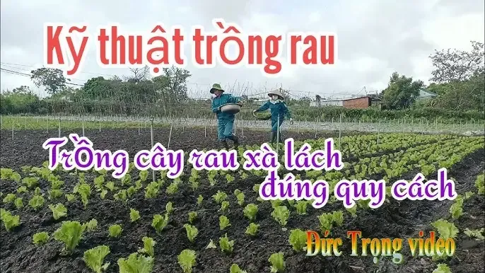 Hình ảnh hoa lan cắt cành đang được trưng bày trong lọ thủy tinh