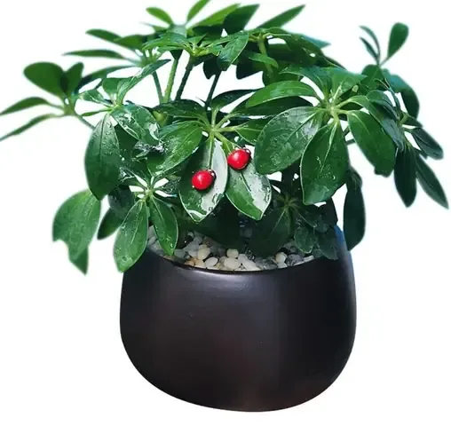 Các loại cây cảnh có ý nghĩa phong thủy, liên quan đến lựa chọn cây trồng