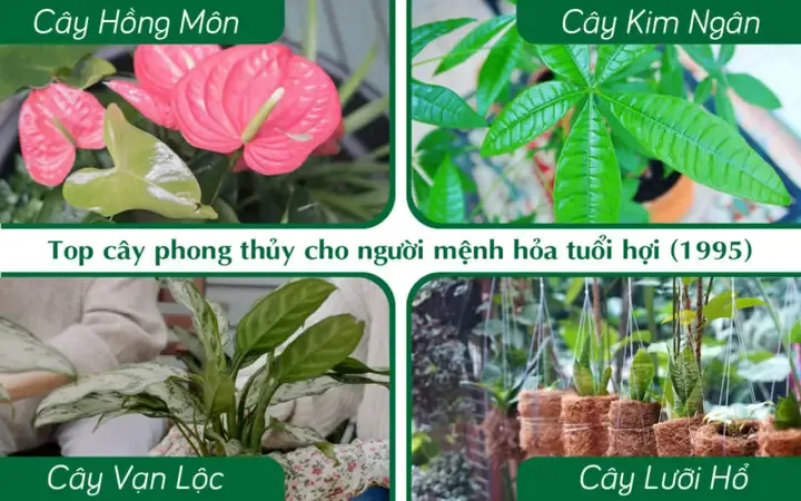 Cây cảnh phong thủy hợp tuổi Nhâm Tuất mệnh Thủy