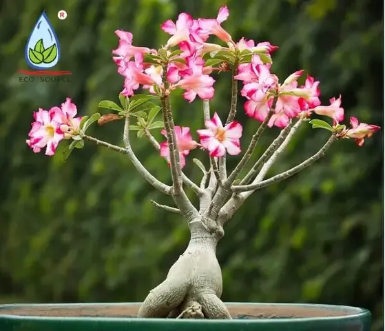 Cây cúc vạn thọ đang được chăm sóc để hoa nở rực rỡ