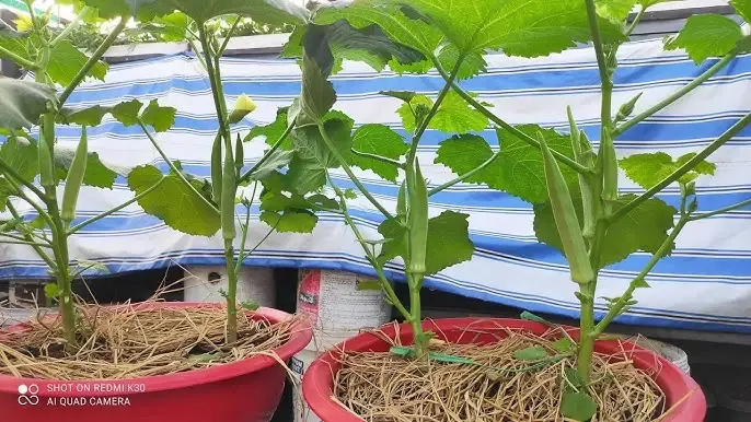 Chăm sóc hoa Dừa Cạn Thái chi tiết