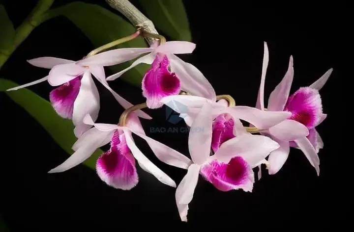 Các bước trồng lan Phi Điệp con vào chậu đúng kỹ thuật