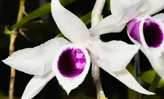 Kỹ thuật trồng và chăm sóc lan Dendrobium Phi Điệp