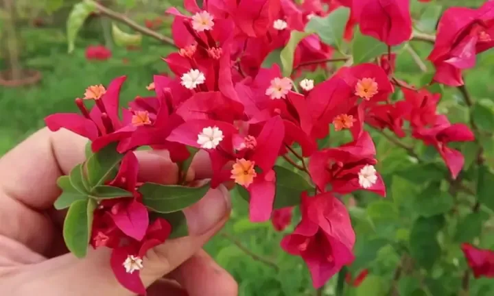 Đặc Điểm Sinh Trưởng Của Cây Hoa Giấy