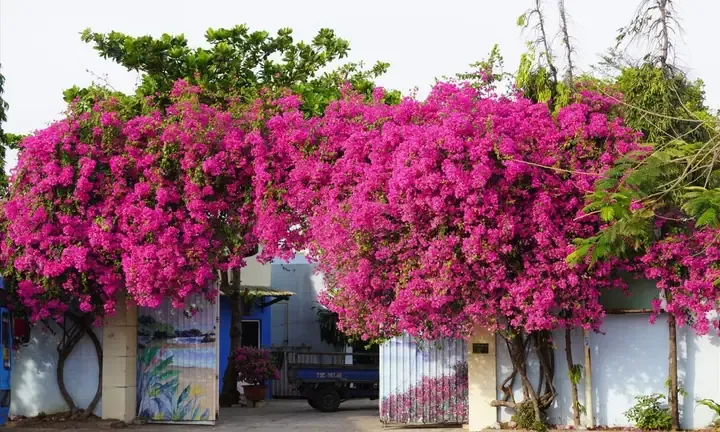 Giới Thiệu Về Cây Hoa Giấy