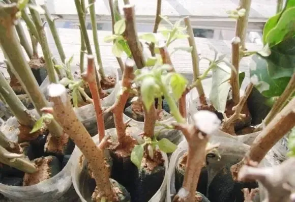 Làm Bầu Đất Cho Cây Cảnh