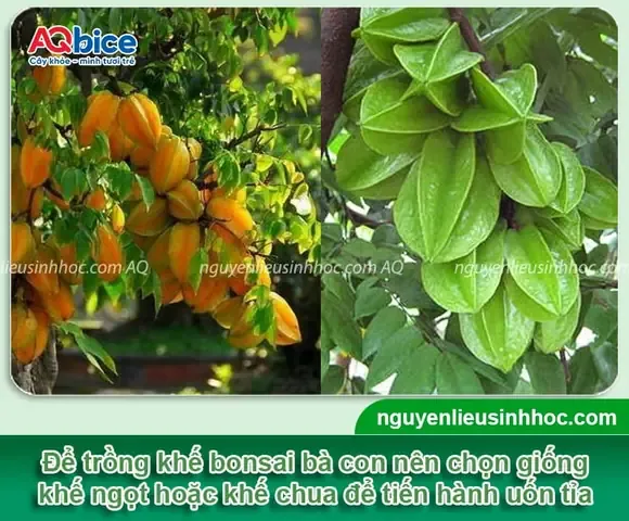 Các loại phôi khế ghép chất lượng, phù hợp với điều kiện khí hậu Việt Nam