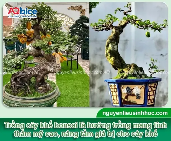Hình ảnh cây khế non sau khi trồng thành công, chuẩn bị tạo hình bonsai