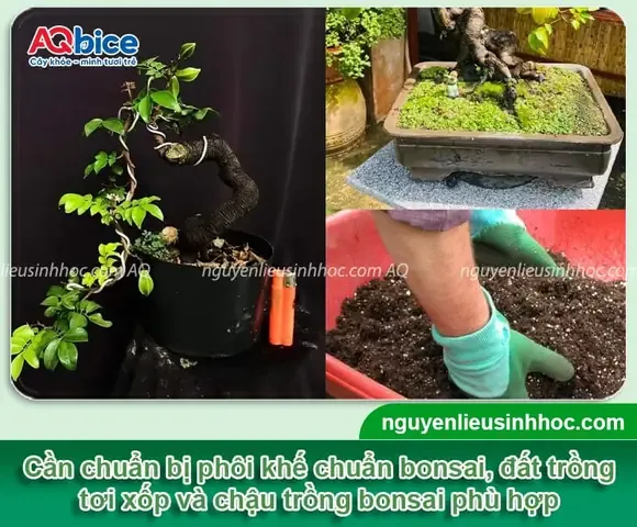 Kỹ thuật xử lý phôi khế trước khi trồng giúp tăng khả năng bám rễ