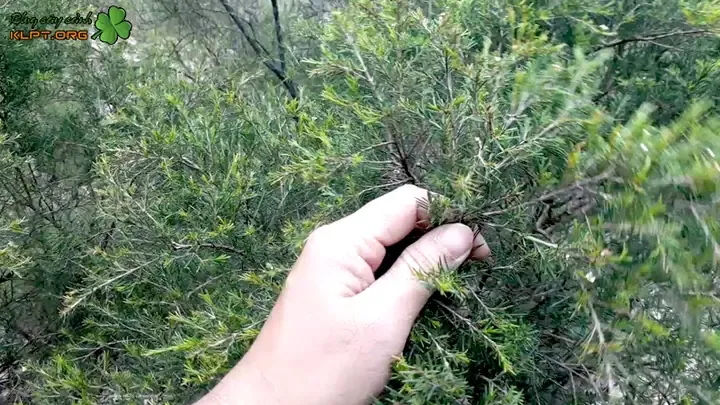 Tiêu Chí Đánh Giá Và Lựa Chọn Phôi Cây Kim Sa Tùng Chất Lượng