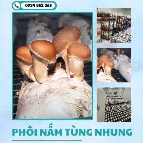 Quy Trình Trồng Phôi Kim Sa Tùng Vào Chậu Thẩm Mỹ