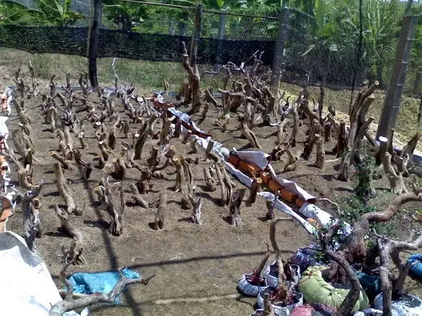 Kỹ thuật trồng và định hình cây linh sam bonsai cơ bản