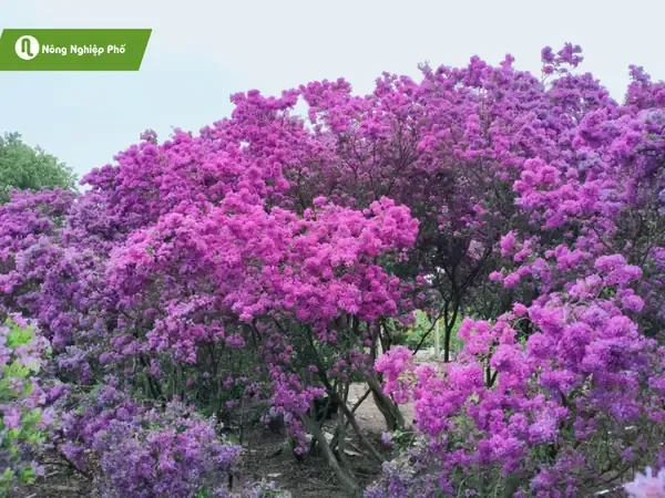 Đặt phôi linh sam đã xử lý vào chậu bonsai với giá thể thoáng khí