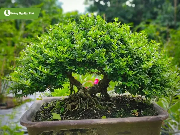 Trồng Cây Linh Sam Vào Chậu